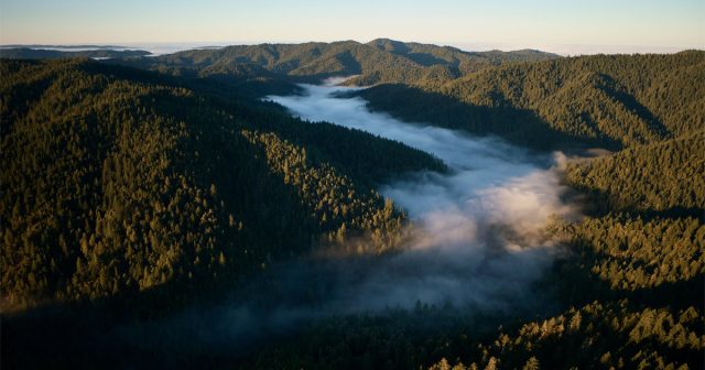 Apple launches new project to protect and restore California redwood forest