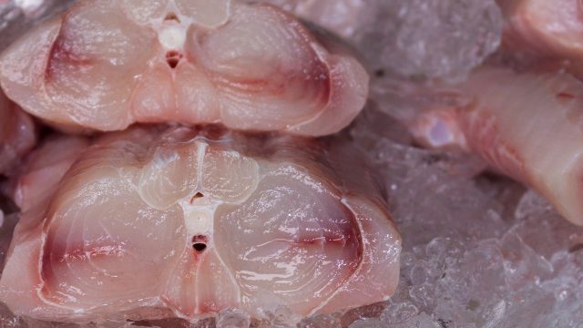 Endangered shark meat is being mislabeled and sold in the US