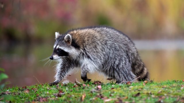 The Week contest: Racoon’s regrets