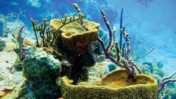 Coral Reefs and Climate Change: Why Protecting Coral is Vital to Planet Ocean