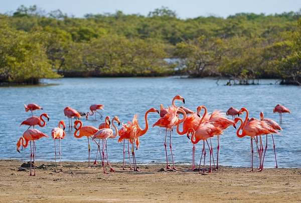 Meet the Caribbean’s rarest animal residents