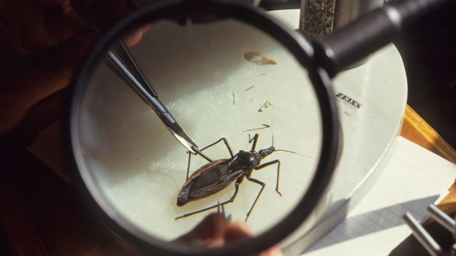 Kissing bug disease has a growing presence in the US