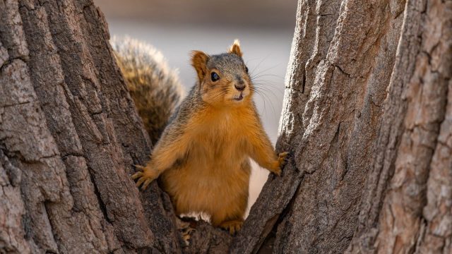 The Week contest: Scary squirrel