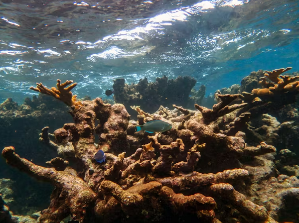 Caribbean coral reefs are running out of time to keep up with rising seas