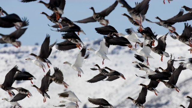 Icarus programme – the ‘internet of animals’