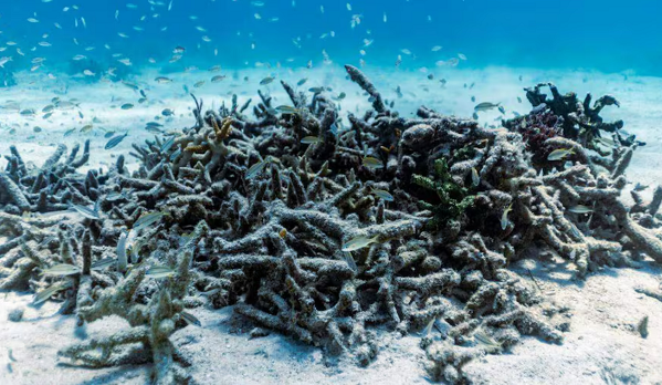 2 more Florida corals are ‘functionally extinct’ after 2023 heat wave