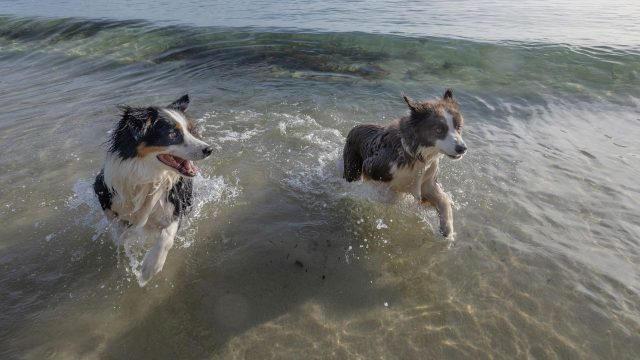 ‘Congratulations on your house, but maybe try a greyhound instead’