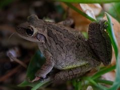 An Unwanted Guest: The Cuban Treefrog on St. Eustatius