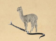 Scientists have developed a broad-spectrum snake bite antivenom