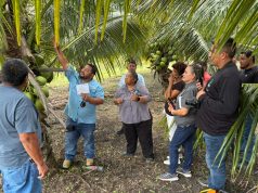 Regional CARDI Coconut Training Series begins with aim of boosting Belize’s coconut industry