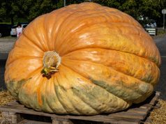 The Week contest: Pumpkin pie-d