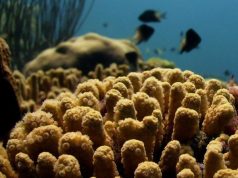 Hidden Allies: How Microbes Help the Yellow Pencil Coral in Curaçao