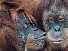 The Week contest: Primate peck