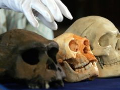 Homo floresiensis: Earth’s real-life ‘hobbits’