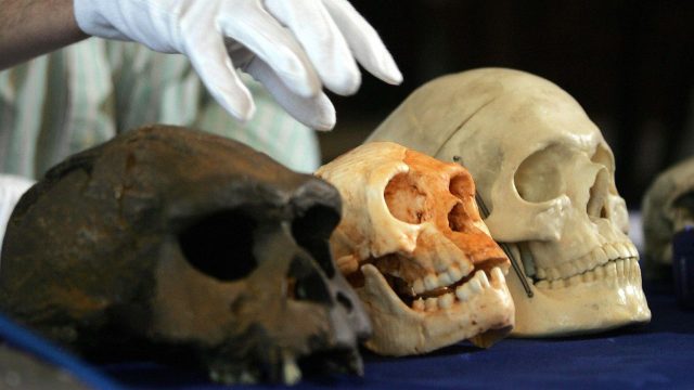 Homo floresiensis: Earth’s real-life ‘hobbits’