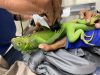 Caribbean islet blossoms into love nest for critically endangered iguana