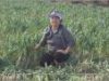 12/13/2025: News: Vegetable producers call for government compensation after hail hits Karpaz crops