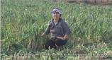 12/13/2025: News: Vegetable producers call for government compensation after hail hits Karpaz crops