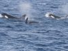 Orcas spotted off the coast of Martinique: a positive sign for biodiversity