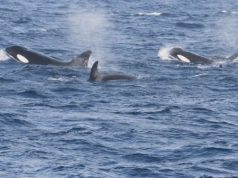 Orcas spotted off the coast of Martinique: a positive sign for biodiversity