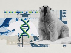 ‘Jumping genes’: how polar bears are rewiring their DNA to survive the warming Arctic