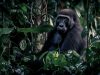 Trekking with gorillas in the warm heart of Africa