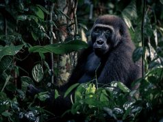 Trekking with gorillas in the warm heart of Africa