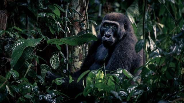 Trekking with gorillas in the warm heart of Africa