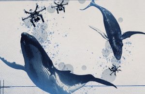 How drones detected a deadly threat to Arctic whales
