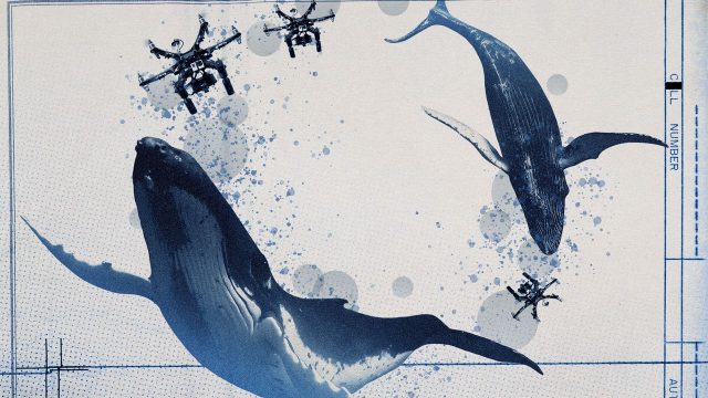 How drones detected a deadly threat to Arctic whales