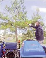 1/31/2026: News: Municipality steps up fight against pine pest