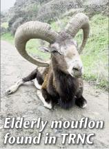 1/31/2026: News: Elderly mouflon found in TRNC