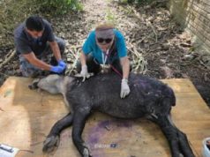 Belize Agricultural Health Authority, Belize Zoo and Forestry collaborate to treat wild tapir found with New World screwworm