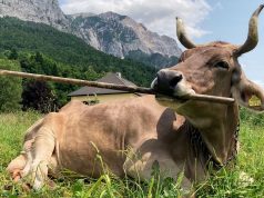 Cows can use tools, scientists report