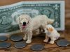 What to expect financially before getting a pet