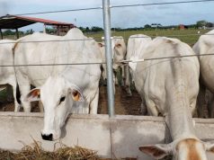 Minister Ferguson highlights growth, resilience, and a sustainable vision at BLPA’s 46th AGM