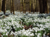 Best places to find snowdrops in the UK