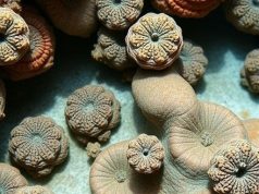 Fossil Isotopes Reveal Caribbean Reef Food Decline
