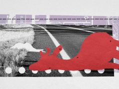 How roadkill is a surprising boon to scientific research