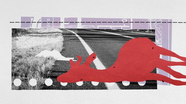 How roadkill is a surprising boon to scientific research