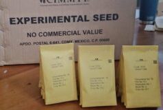 For First Time, Belize moves to expand Wheat production with National field day in Central Farm