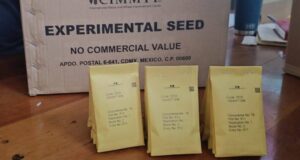 For First Time, Belize moves to expand Wheat production with National field day in Central Farm