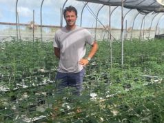 Caribbean cannabis growers eye budding domestic sales and exports