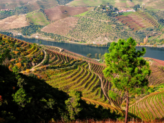 Where to begin with Portuguese wines