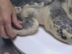 Rare turtle found off Nova Scotia returned to the Caribbean