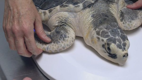 Rare turtle found off Nova Scotia returned to the Caribbean