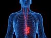 How the vagus nerve affects your health