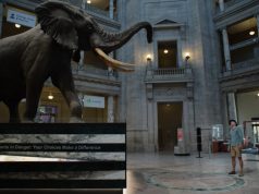 ‘Ghost Elephants’ explores nature, myth and memory