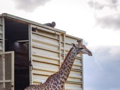 Giraffe translocation in KZN strengthens herd and tourism