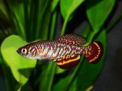 From Congo to China: 309 freshwater fish species uncovered last year